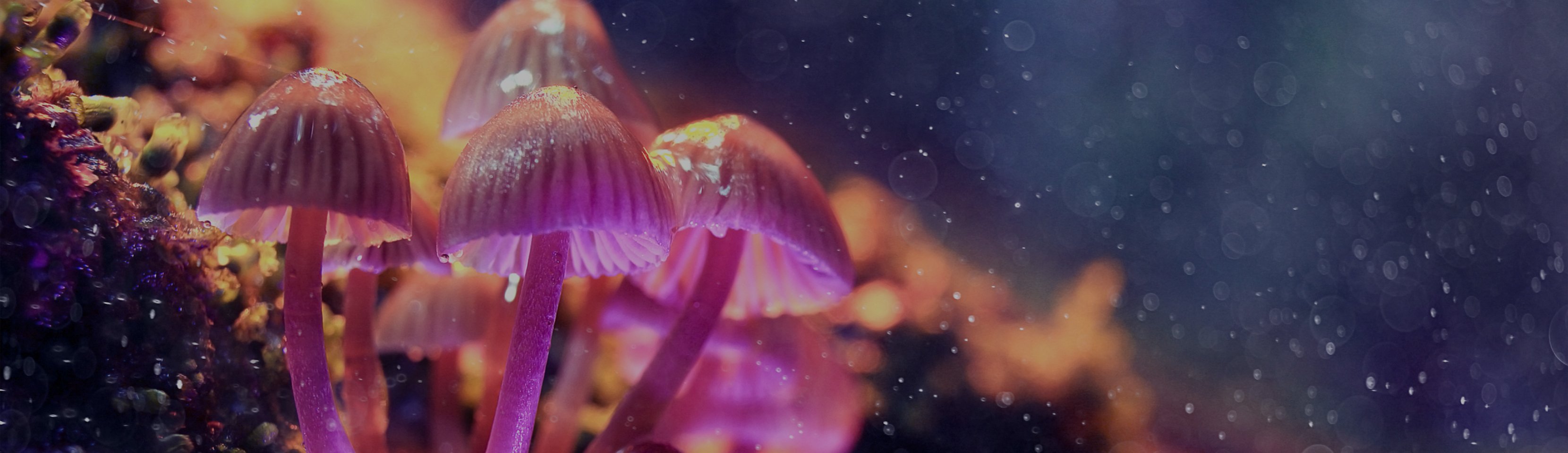 The Legalization and Regulation of Psilocybin